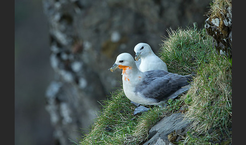 Eissturmvogel (Fulmarus glacialis)