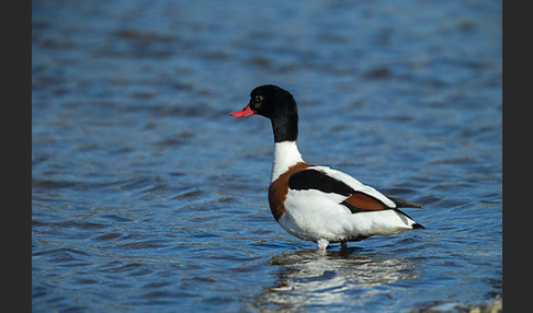 Brandgans (Tadorna tadorna)