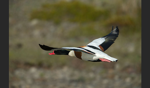 Brandgans (Tadorna tadorna)