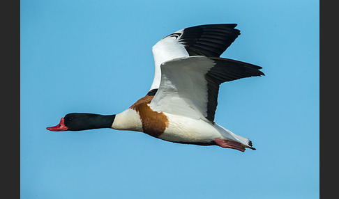 Brandgans (Tadorna tadorna)