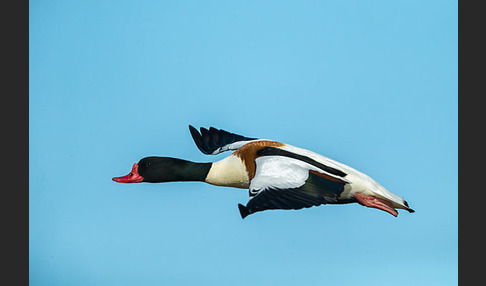 Brandgans (Tadorna tadorna)