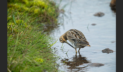 Bekassine (Gallinago gallinago)