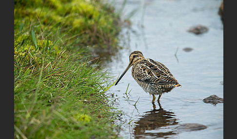 Bekassine (Gallinago gallinago)