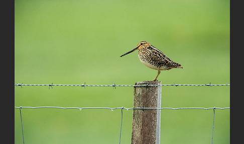 Bekassine (Gallinago gallinago)