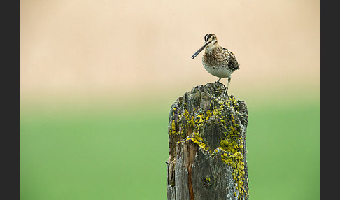 Bekassine (Gallinago gallinago)