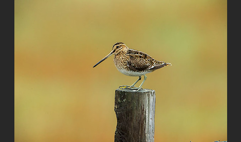 Bekassine (Gallinago gallinago)