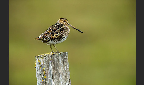 Bekassine (Gallinago gallinago)