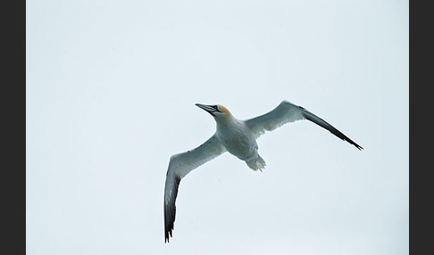 Basstölpel (Morus bassanus)