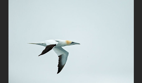 Basstölpel (Morus bassanus)