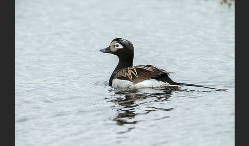 Eisente (Clangula hyemalis)