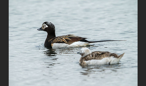 Eisente (Clangula hyemalis)