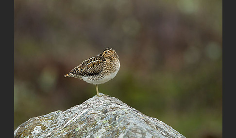 Bekassine (Gallinago gallinago)