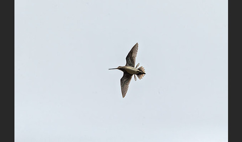 Bekassine (Gallinago gallinago)