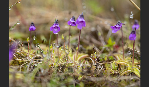 Gemeines Fettkraut (Pinguicula vulgaris)