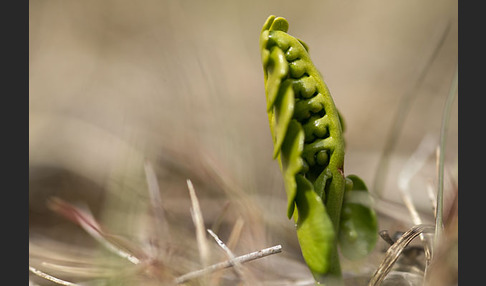 Mond-Rautenfarn (Botrychium lunaria)