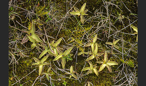Gemeines Fettkraut (Pinguicula vulgaris)