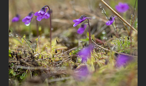 Gemeines Fettkraut (Pinguicula vulgaris)