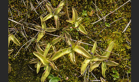 Gemeines Fettkraut (Pinguicula vulgaris)