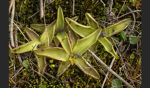 Gemeines Fettkraut (Pinguicula vulgaris)