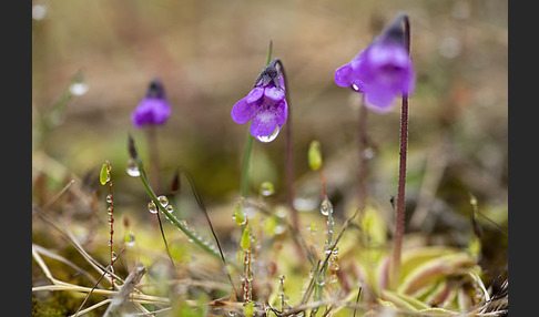 Gemeines Fettkraut (Pinguicula vulgaris)