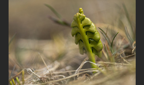 Mond-Rautenfarn (Botrychium lunaria)