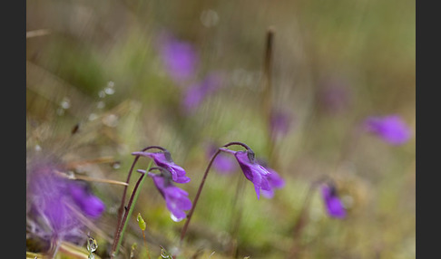 Gemeines Fettkraut (Pinguicula vulgaris)