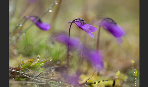 Gemeines Fettkraut (Pinguicula vulgaris)