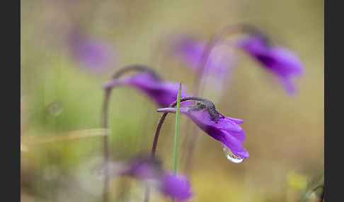 Gemeines Fettkraut (Pinguicula vulgaris)