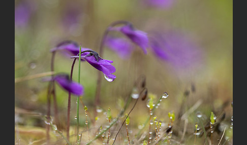 Gemeines Fettkraut (Pinguicula vulgaris)