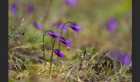 Gemeines Fettkraut (Pinguicula vulgaris)