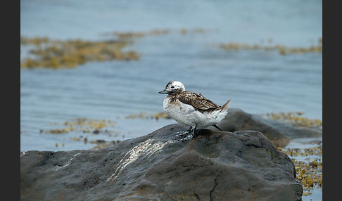 Eisente (Clangula hyemalis)