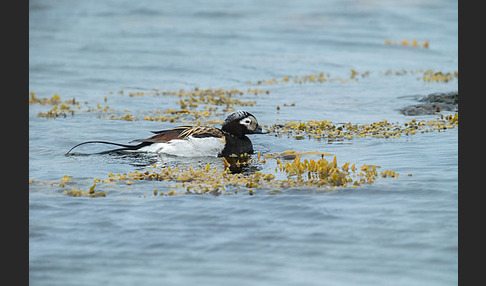 Eisente (Clangula hyemalis)