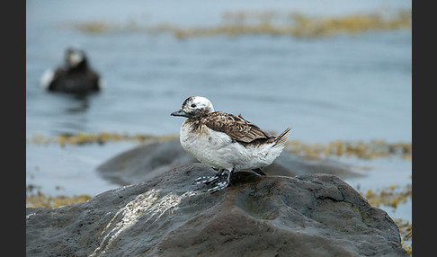 Eisente (Clangula hyemalis)