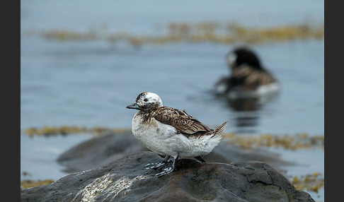 Eisente (Clangula hyemalis)