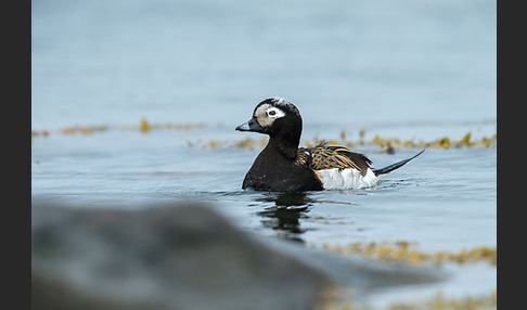 Eisente (Clangula hyemalis)