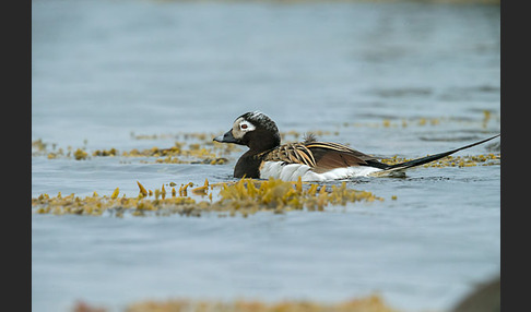 Eisente (Clangula hyemalis)