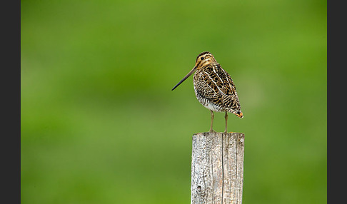 Bekassine (Gallinago gallinago)