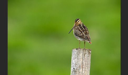 Bekassine (Gallinago gallinago)