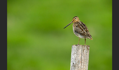 Bekassine (Gallinago gallinago)