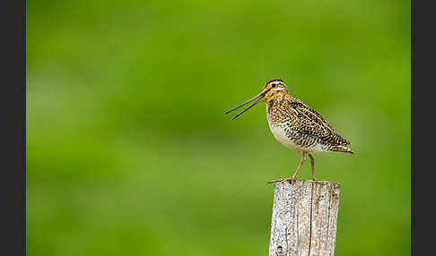 Bekassine (Gallinago gallinago)