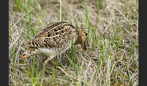 Bekassine (Gallinago gallinago)