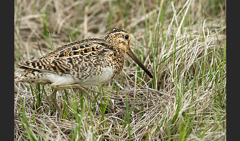 Bekassine (Gallinago gallinago)