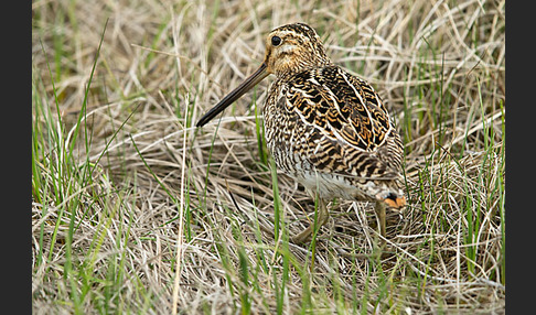 Bekassine (Gallinago gallinago)