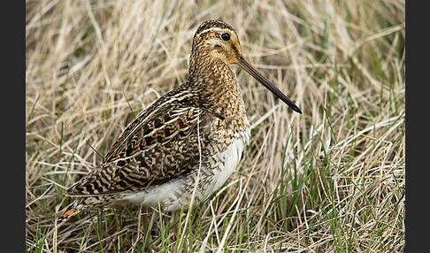 Bekassine (Gallinago gallinago)