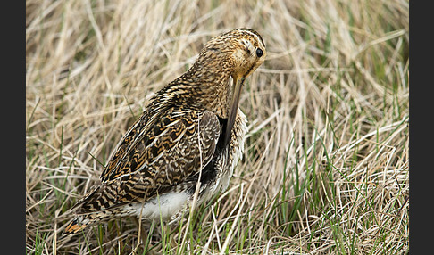 Bekassine (Gallinago gallinago)