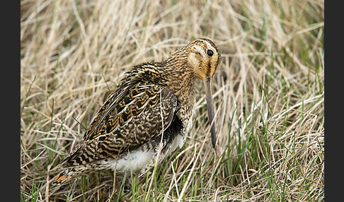 Bekassine (Gallinago gallinago)