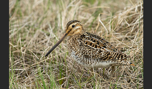 Bekassine (Gallinago gallinago)