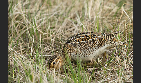 Bekassine (Gallinago gallinago)