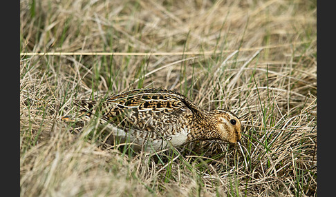 Bekassine (Gallinago gallinago)