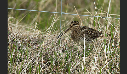 Bekassine (Gallinago gallinago)
